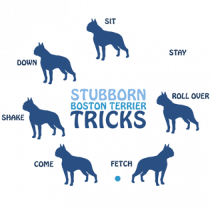 Stubborn Boston Terrier Tricks  Boston Terrier Tshirt